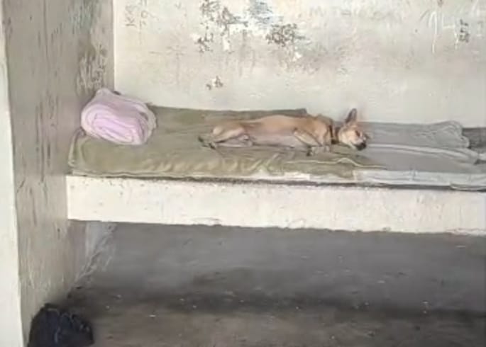  Após tutor ser preso, cachorro vira mascote de delegacia na região